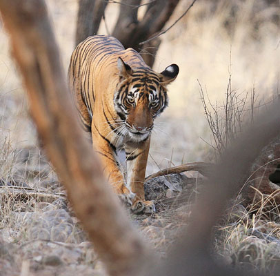 Jaipur Ranthambore Tour