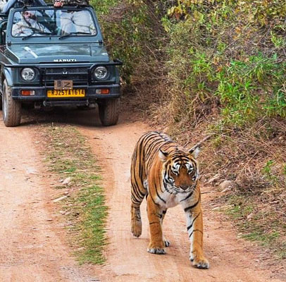 Delhi Jaipur Ranthambore Agra Tour