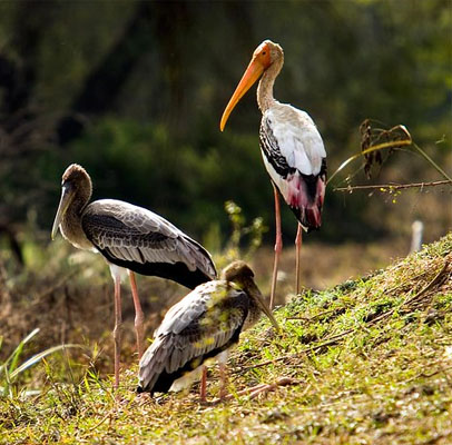 Jaipur Ranthambore Bharatpur Agra Tour