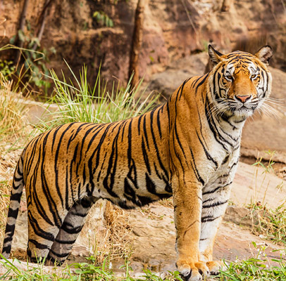 Golden Triangle Tour with Tigers